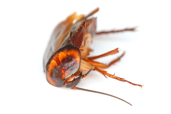 Dead cockroaches on white background — Stock Photo, Image