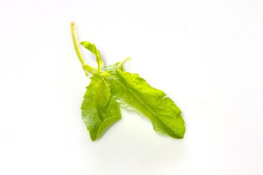 fesleğen yapraklarını beyaz