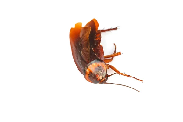 Martwych karaluchów na białym tle — Zdjęcie stockowe