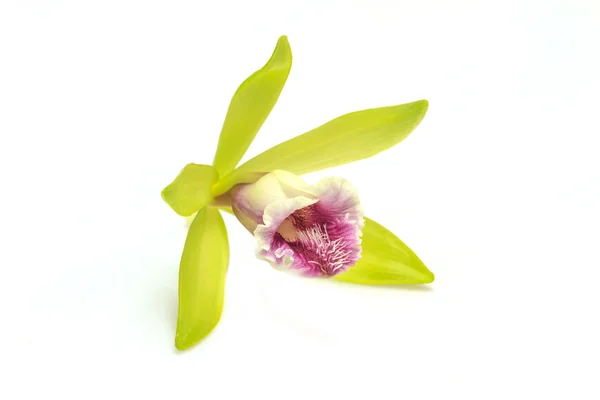 Vanilla pilifera Rare species wild orchids — Stock Photo, Image