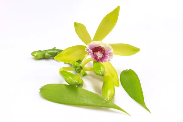 Vanille Pilifera seltene Arten wilde Orchideen — Stockfoto
