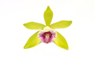 Vanilya pilifera nadir türlerin yabani orkide