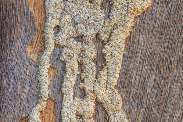 Termites eat wood surface