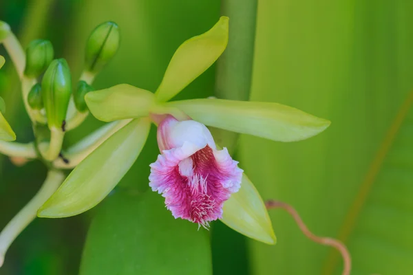 Vanille Pilifera seltene Arten wilde Orchideen — Stockfoto