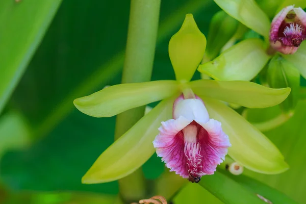 Vanilla pilifera Rare species wild orchids — Stock Photo, Image