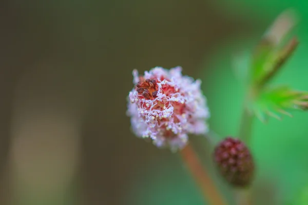 Bela flor selvagem na floresta — Fotografia de Stock