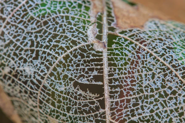 Tekstura ze zgniłych liści z włókien — Zdjęcie stockowe