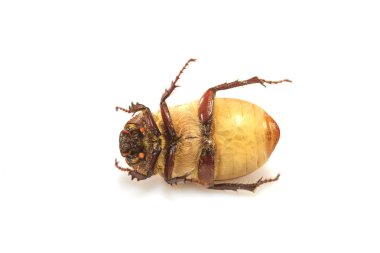 Cockchafer, beyaz hata