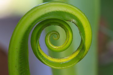 Ormanda eğreltiotu yaprağı