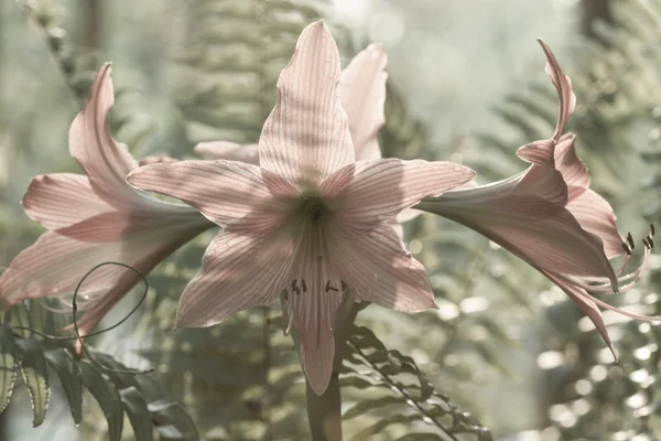 Hippeastrum johnsonii begraben schöne Blume — Stockfoto