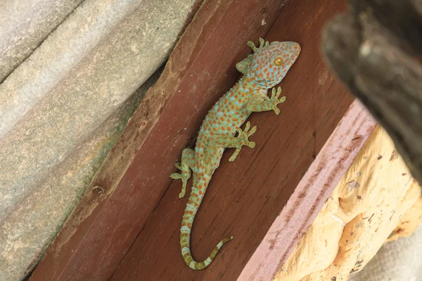 Thaïlande gecko sur le mur — Photo