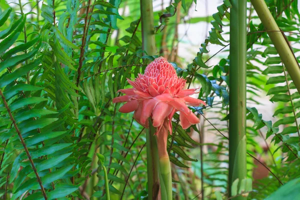 Etlingera Elatior o Red Torch Ginger — Foto de Stock