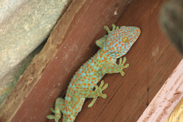 Таиландский геккон на стене
