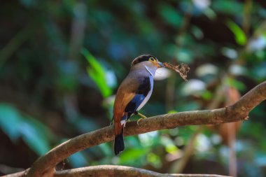 renkli kuş gümüş göğüslü broadbil