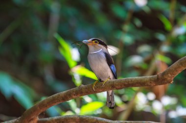 renkli kuş gümüş göğüslü broadbil