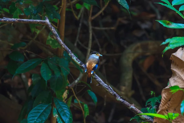 Stříbro breasted Broadbill krásný pták na větvi — Stock fotografie