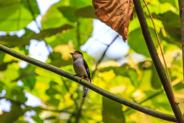 Stříbro breasted Broadbill krásný pták na větvi — Stock fotografie
