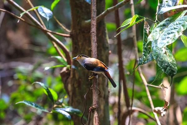 Grand bec à poitrine argentée bel oiseau sur une branche — Photo