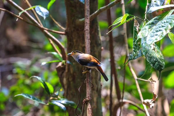 Grand bec à poitrine argentée bel oiseau sur une branche — Photo