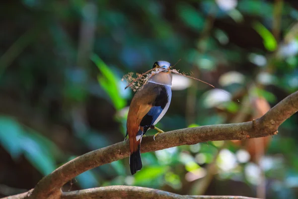 Pássaro colorido broadbil prata-breasted — Fotografia de Stock