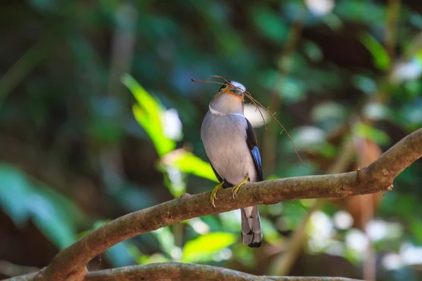 Oiseau coloré Brosse à poitrine argentée — Photo