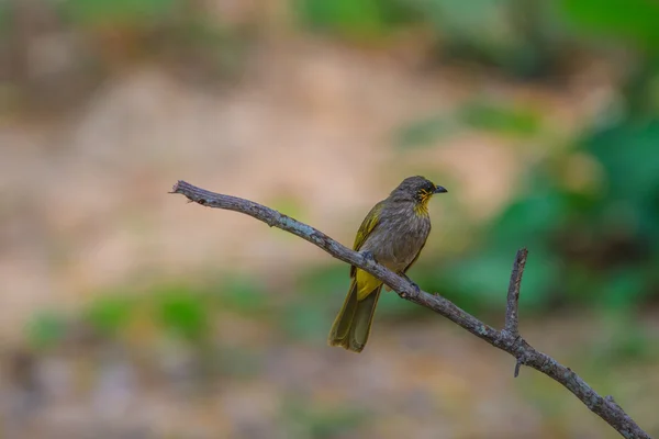 Bulbul Bird, de garganta listrada, de pé em um ramo na natureza — Fotografia de Stock