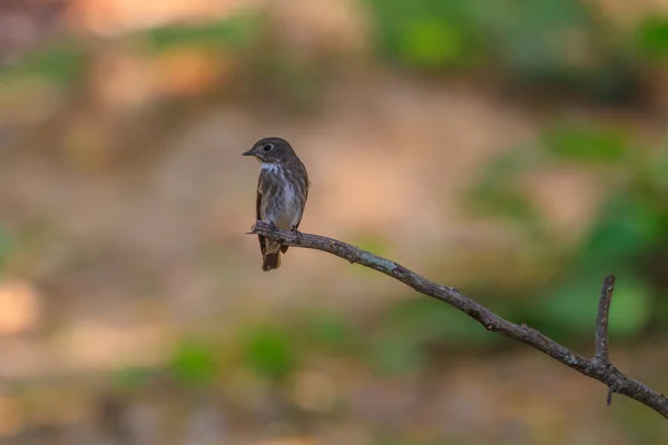 Donker-zijdige vliegenvanger (Muscicapa sibirica), staande op een tak — Stockfoto