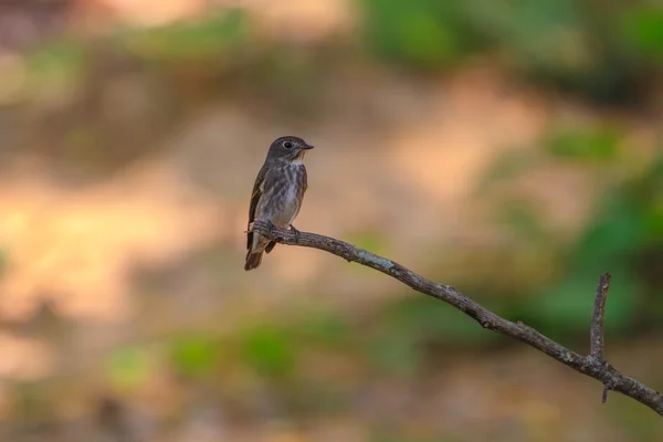 Flycatcher de lado escuro (Muscicapa sibirica), em pé em um ramo — Fotografia de Stock