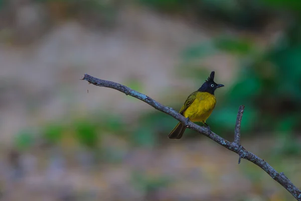 Bela ave Bulbul de crista preta — Fotografia de Stock