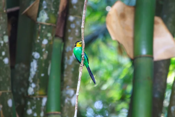 Pássaro colorido de cauda longa broadbill no galho da árvore — Fotografia de Stock