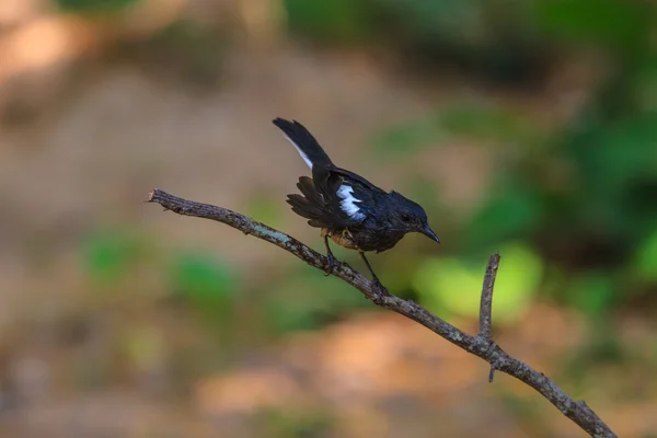 Ανατολίτικα magpie robin πουλί — Φωτογραφία Αρχείου