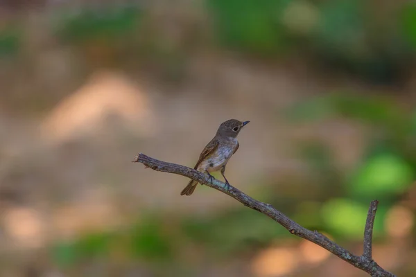 Темнобокая мухоловка (Muscicapa sibirica), стоящая на ветке — стоковое фото