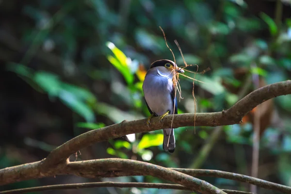 枝にシルバー ブレスト ヒロハシ科美しい鳥 — ストック写真