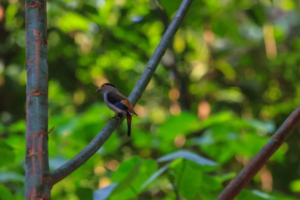 Silver-breasted Broadbill beautiful bird on a branch — Stock Photo, Image