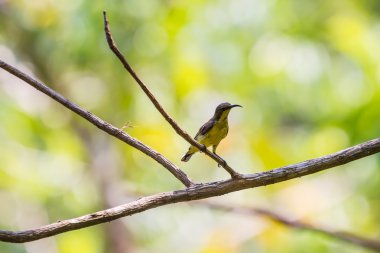 Zeytin destekli sunbird, Sarı karınlı sunbird