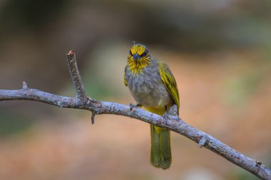 Dal doğada ayakta şerit gerdanlı bülbül kuşu