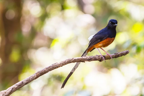 White-rumped Shama standing on a branch — Stock Photo, Image