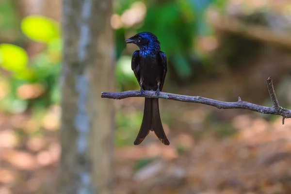 Black drongo  beautiful bird in forest — Stock Photo, Image