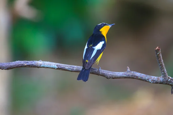 Männlicher Gelbrumpelschnäpper (ficedula zanthopygia) in der Natur — Stockfoto