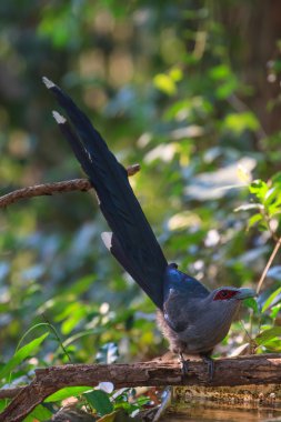 Güzel yeşil Malkoha doğada faturalandırılır.