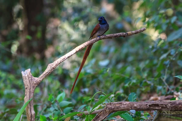 Asiático paraíso flycatcher posado en un rama — Foto de Stock