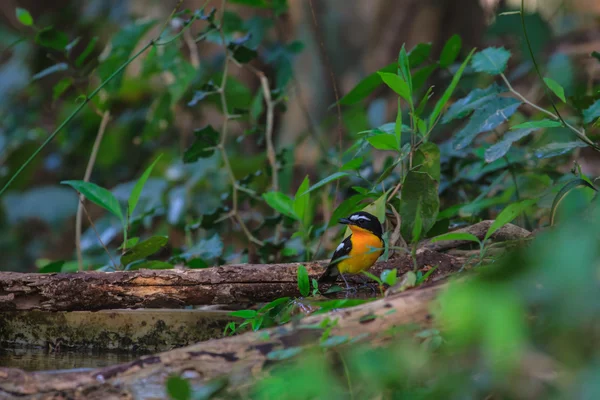 Macho amarillo-rumped flycatcher jugando agua en verano en día caliente — Foto de Stock