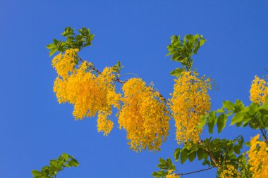 Açık mavi gökyüzünde Cassia Fistula