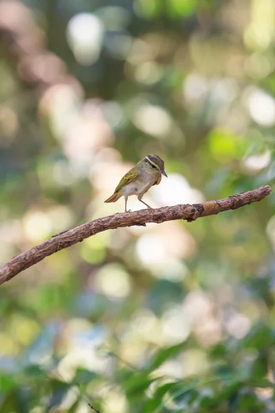 Amarelo-browed Warbler no ramo na natureza — Fotografia de Stock