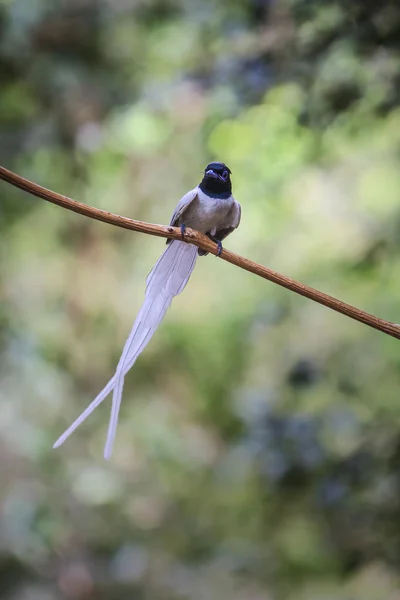 Asijské ráj flycatcher, sedící na větvi — Stock fotografie