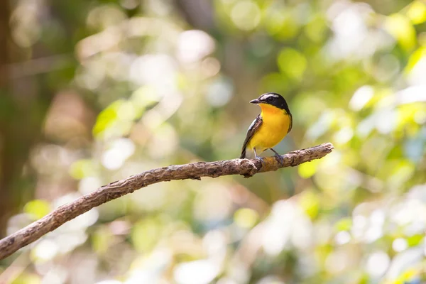 Acchiappamosche maschio giallo (Ficedula zanthopygia) in natura — Foto Stock