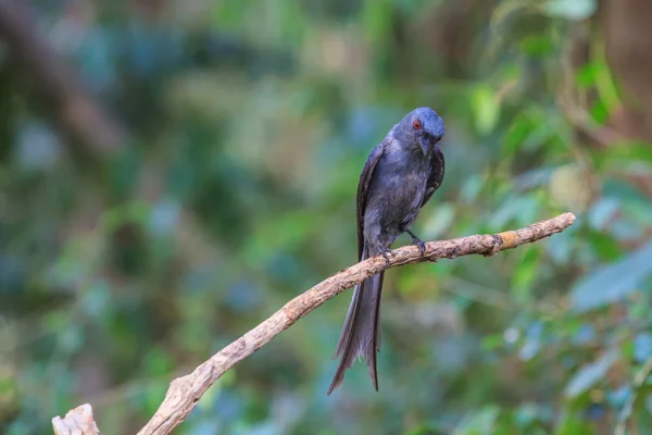 아름 다운 회색 drongo (Dicrurus leucophaeus) — 스톡 사진