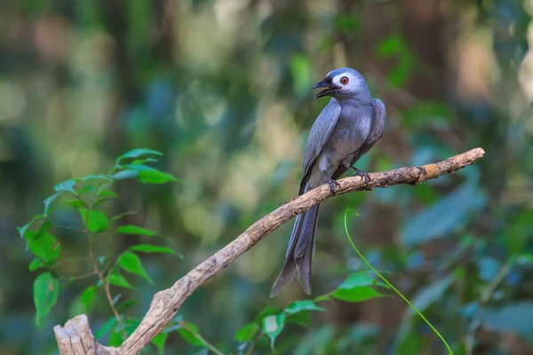 아름 다운 회색 drongo (Dicrurus leucophaeus) — 스톡 사진