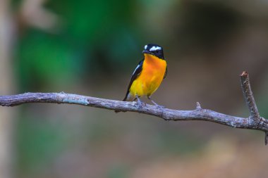 Male Yellow-rumped flycatcher (Ficedula zanthopygia) in nature clipart