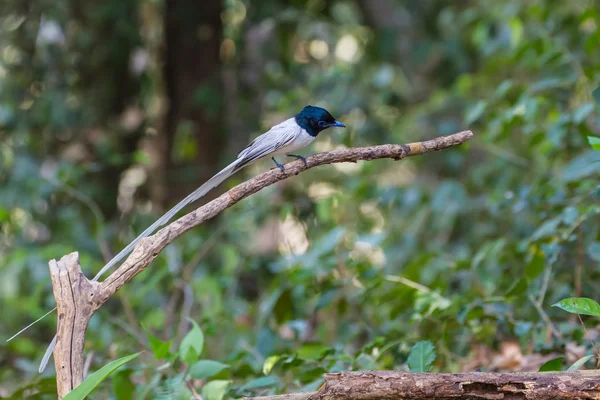 Aziatische paradijs vliegenvanger zitstokken op een tak — Stockfoto